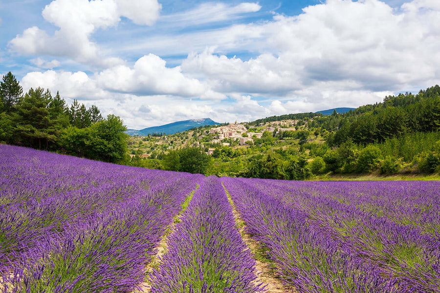 Cele mai bune uleiuri esentiale pentru relaxare